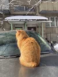 Кот ищет дом , кот в добрые руки