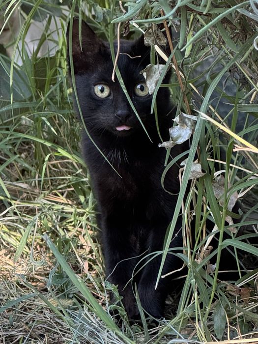 Pisicuti pt adoptie