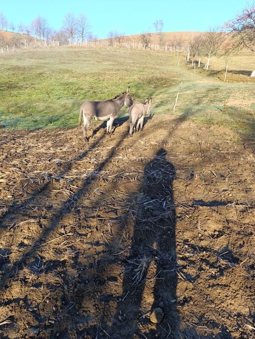 Vând doi pui de măgar și o măgăriță cu puii