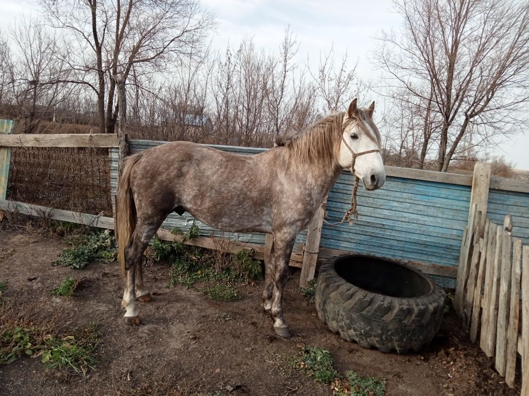 Ассалаумағалейкум