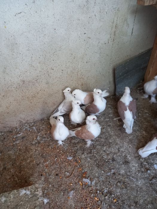 Vînd porumbei satineți jucători cu un moț și două moțuri