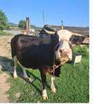 Vaca foarte buna de lapte
