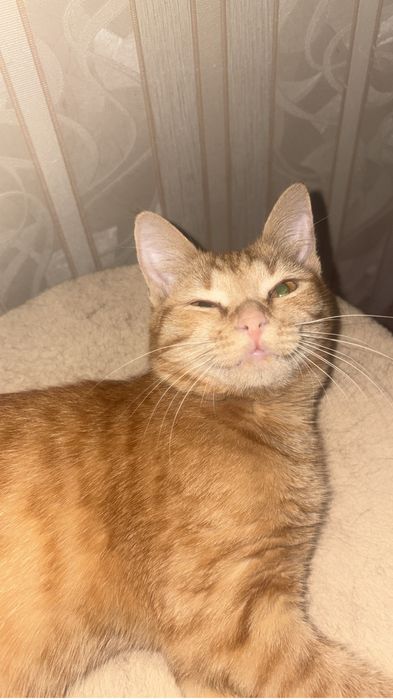 Отдам в добрые руки котенка рыжего