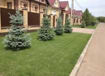 Ель голубая яблоня саженцы