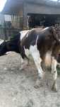 Vaca de vanzare.