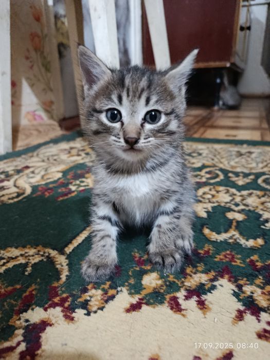 Котята в хорошие руки