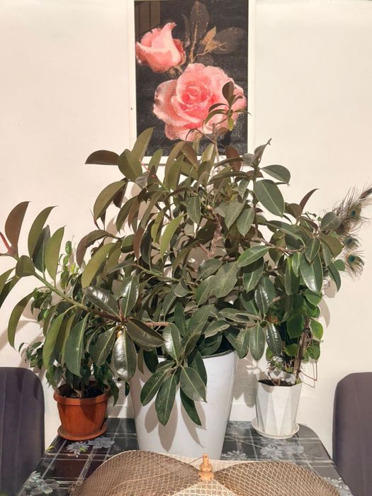 Продам фикус …..