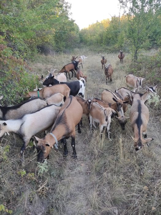 Capre metise alpine,murcian,anglonubiene,gestante in 3 luni!