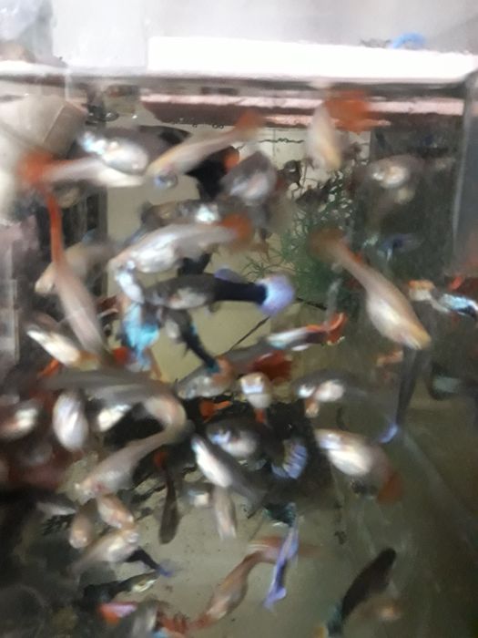 Pesti exotici,un acvariu ,un colț de natură!