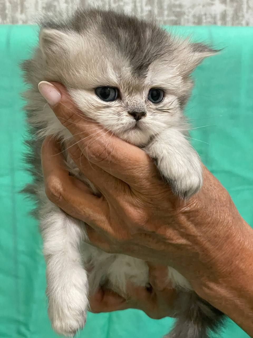 Котята серебристая шиншилла