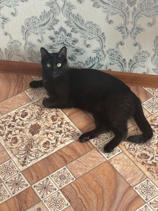 Отдам кота в добрые руки