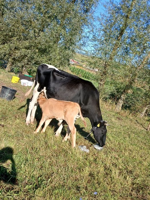 Vand vaca cu vitel