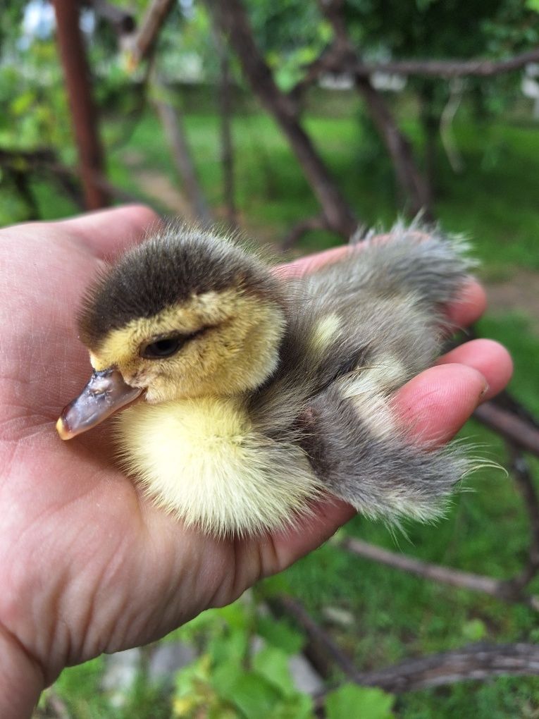 Boboci rață leșească +mama