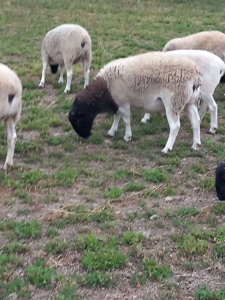 Oi dorper rasă pură