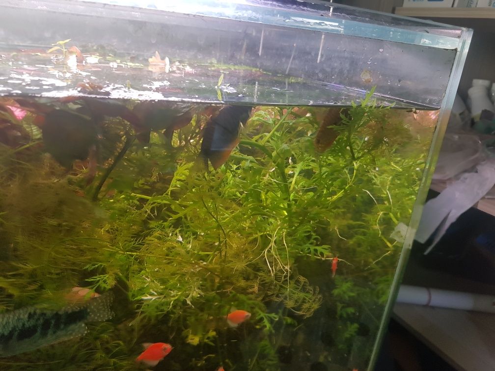 Продам аквариумное растение гигрофила Синема