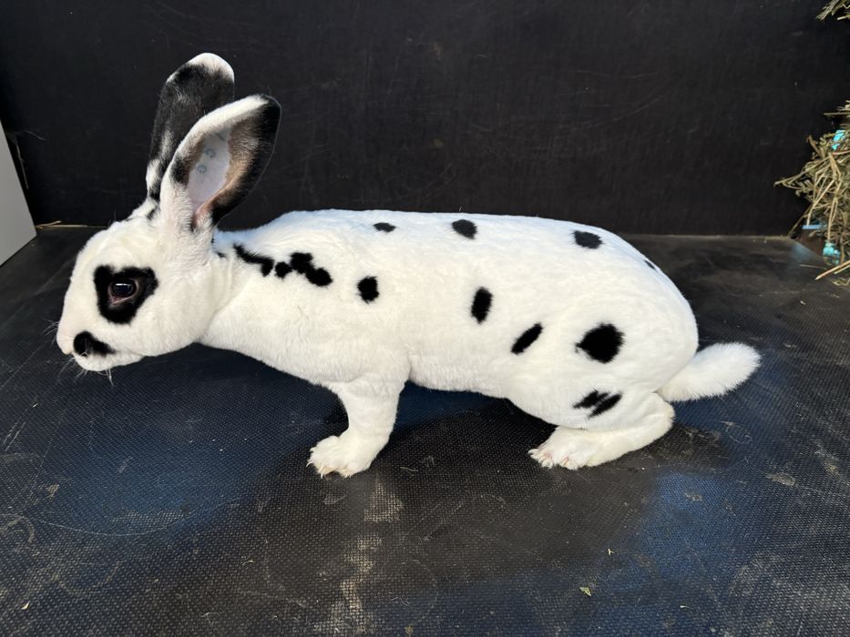 Masculi rex dalmatian