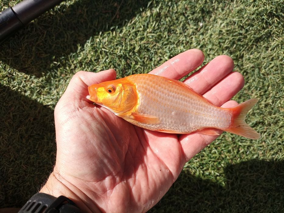 Puiet crap koi pesti