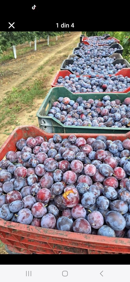Prune de sare vânzare clientului cu transport inclus!