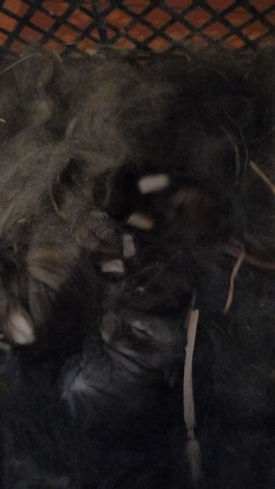 Отдам крольчат 5 дневные