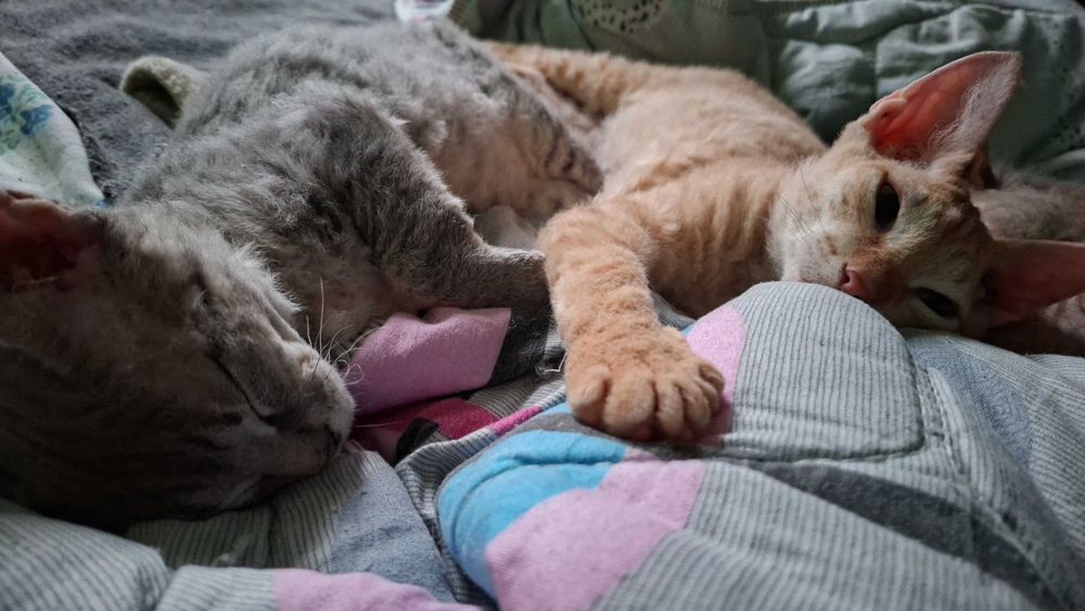 Отдадим котят в хорошие руки!