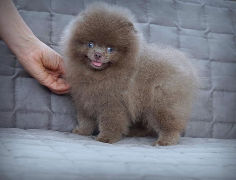 Asigur transport !!! Vand pui Pomeranian Lavanda/Lilac culoare rara !!