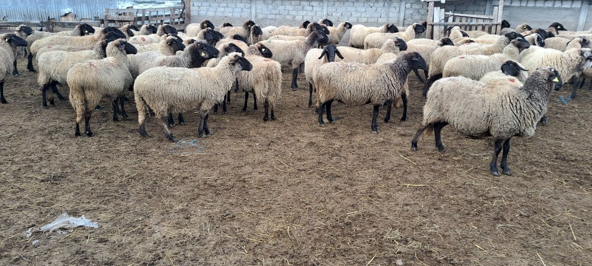 Vând oi carabase cu cap negru de teleorman