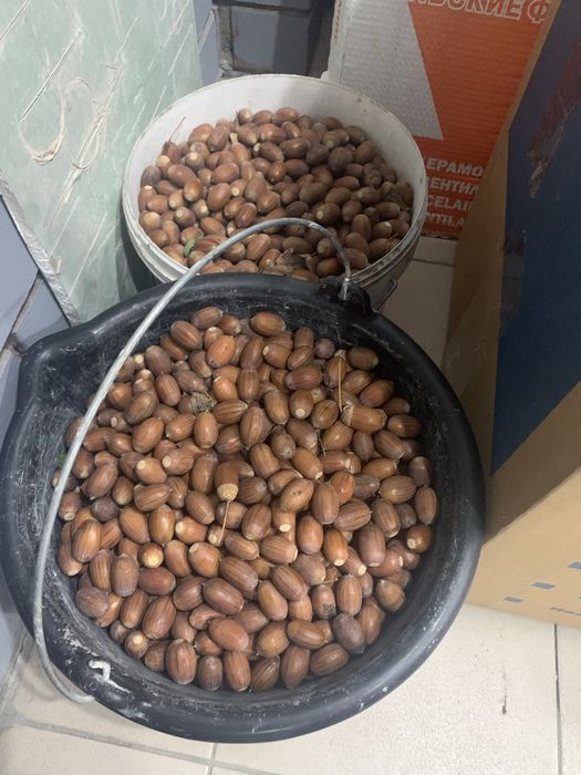 Продам жёлуди дубовые свежие и прошлогодние