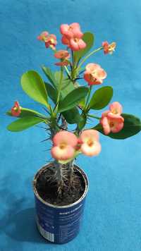 Planta Flori Coroana lui Isus Euphorbia Milii