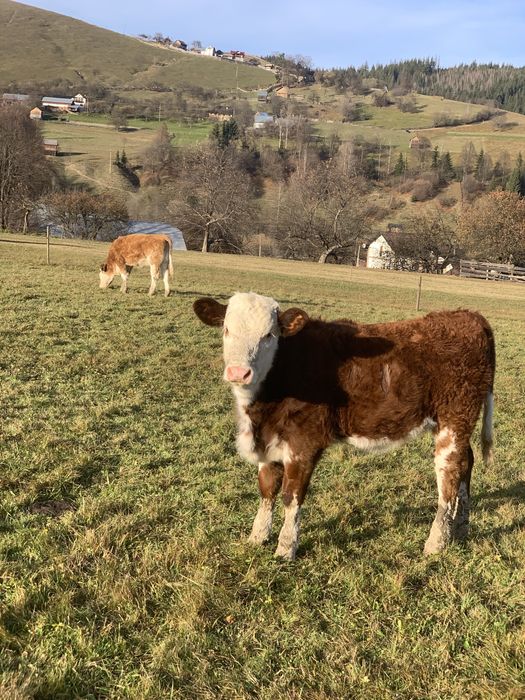 Vitele baltate romanesti de vanzare