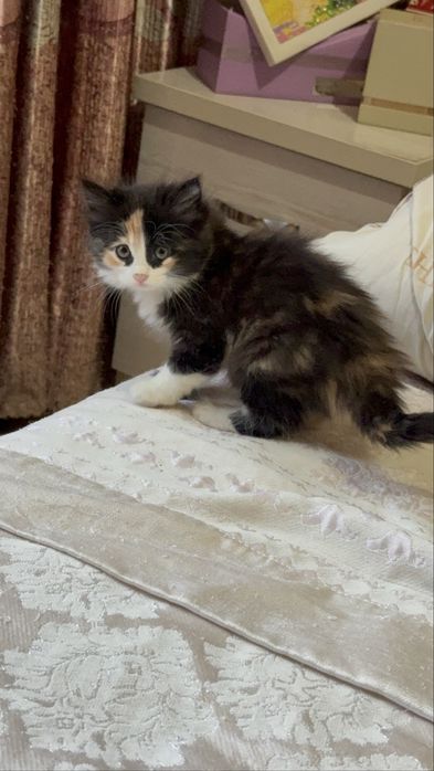 Котята 1,5 месяца