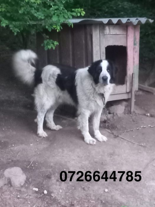 Câini ciobănești de Bucovina