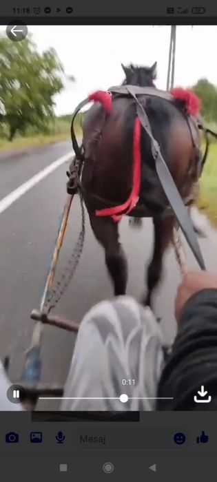 Cai  de  vânzare