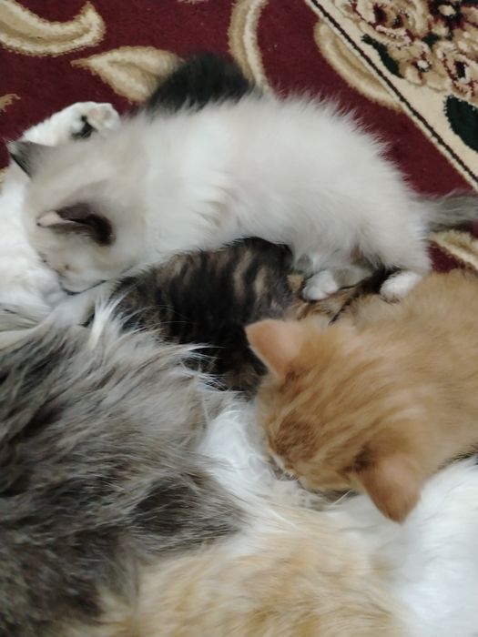 Бепул мушук болалари бор