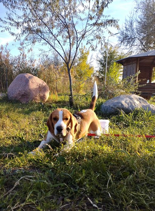 Бигль на вязку. Чистокровный