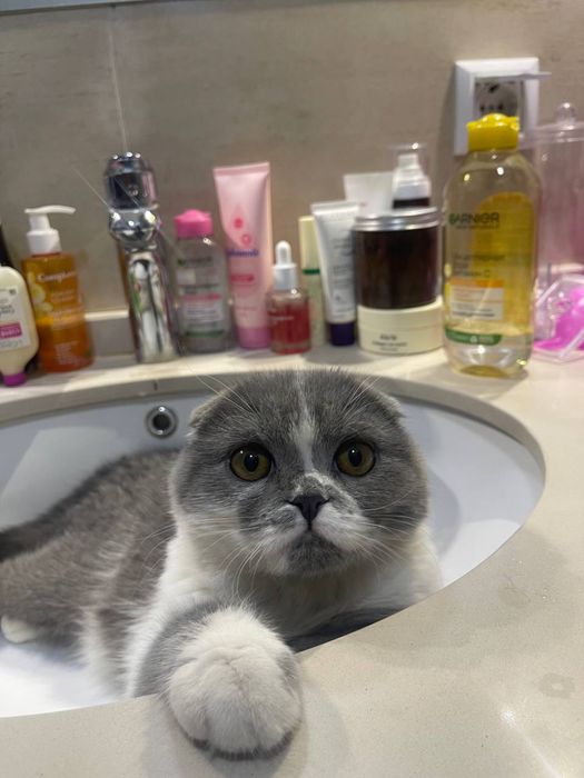 Scottish fold 1 yoshdan oshgan sotilmidi zotli mushu 2024 avgust
