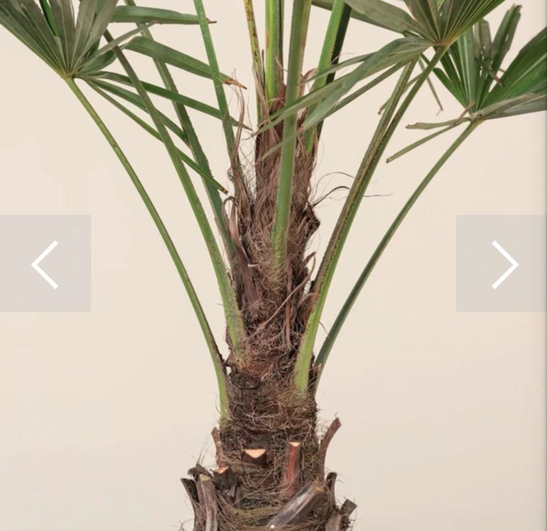 Palmier - Trachycarpus Fortunei