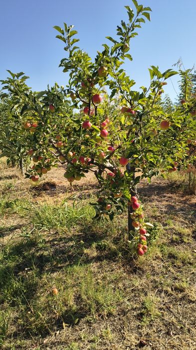 Mere Golden, Idared și Florina – calitate superioară