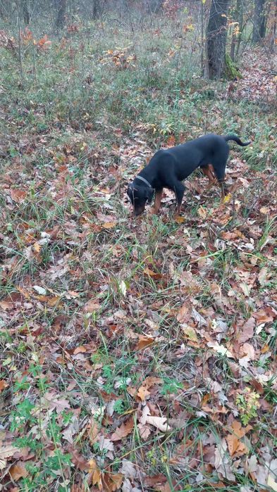 Продавам четири гончета