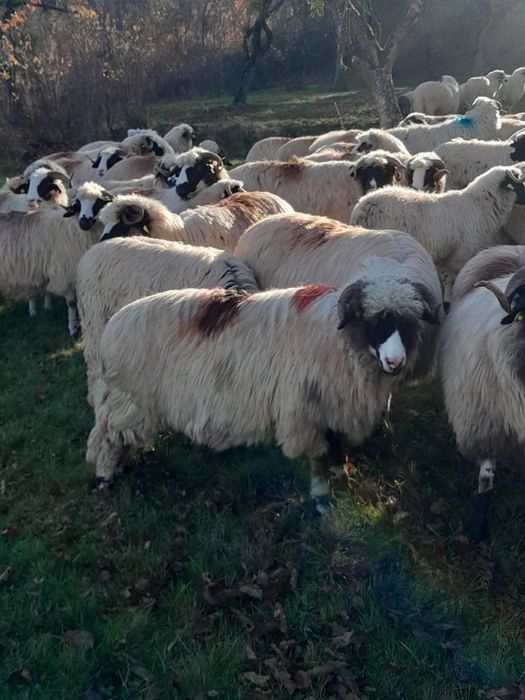 Vand 4 oii breze cu nasul alb