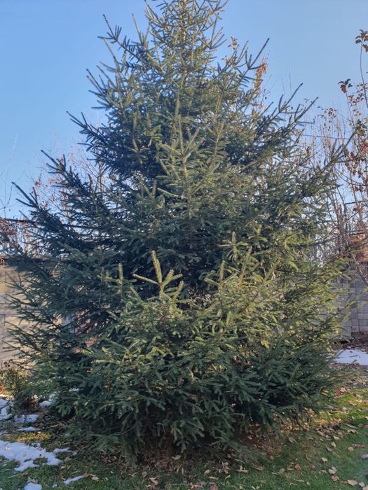 Продам ёлку 6 метров 350 тысяч самовывоз