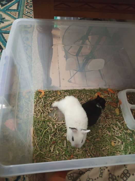 Продам декоративных кроликов