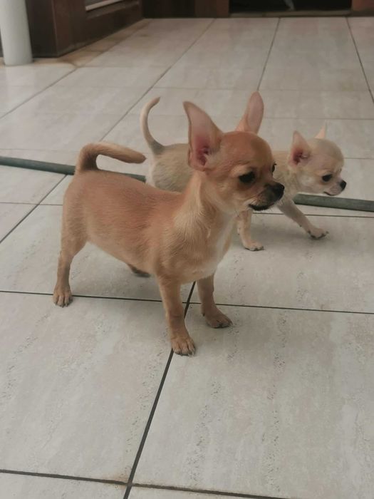 Чихуахуа ИСТИНСКИ - цени ХУБАВИ!!!