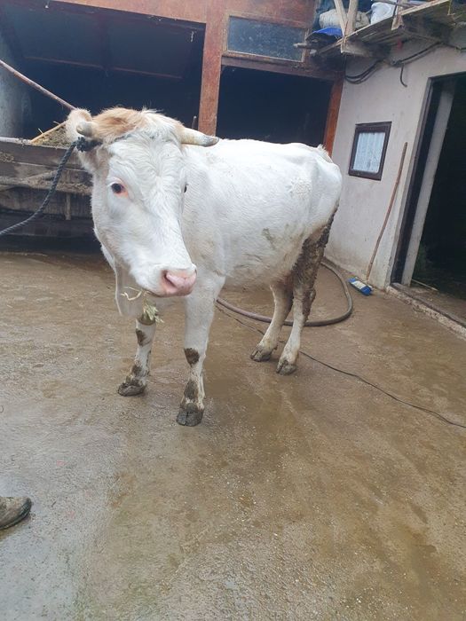 Vand vaca pentru abator