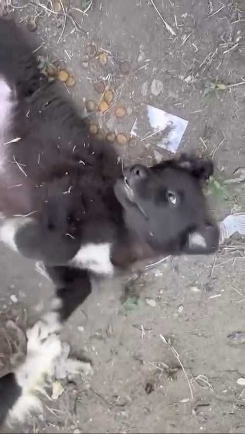Ищем дом щенкам. Срочно!
