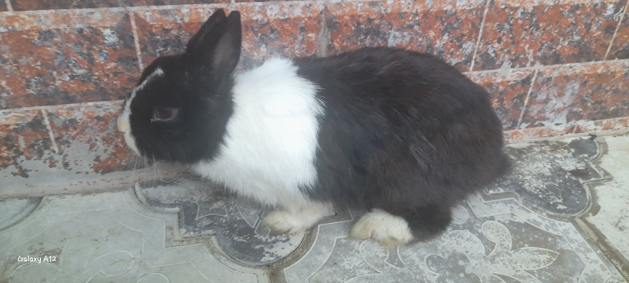 Quyon karlik panda va boshqa zotlari bor