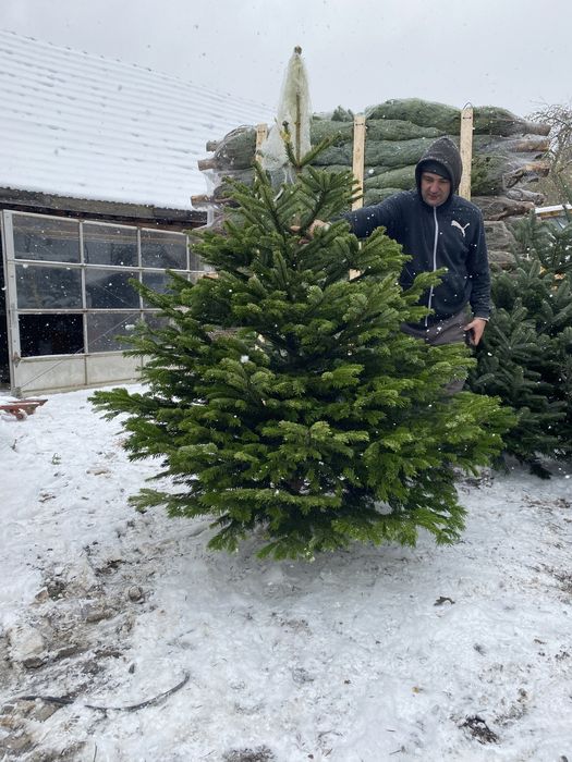Brazi de craciun in en-gros 150 pana la 5 m