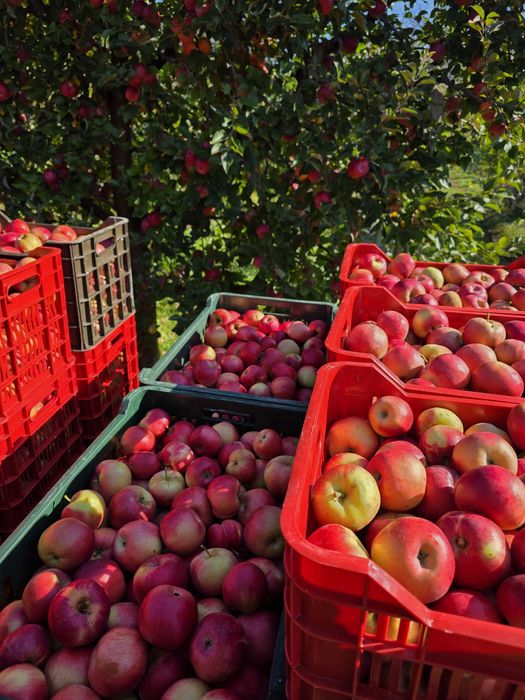 Mere românești din livadă proprie – soiuri diverse