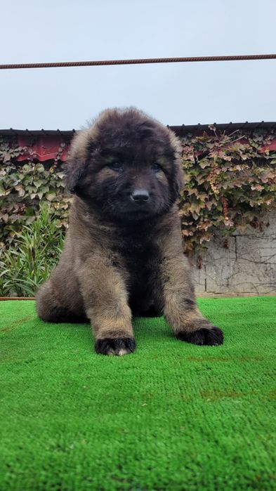 Ciobanesc caucazian talie mare  femele.