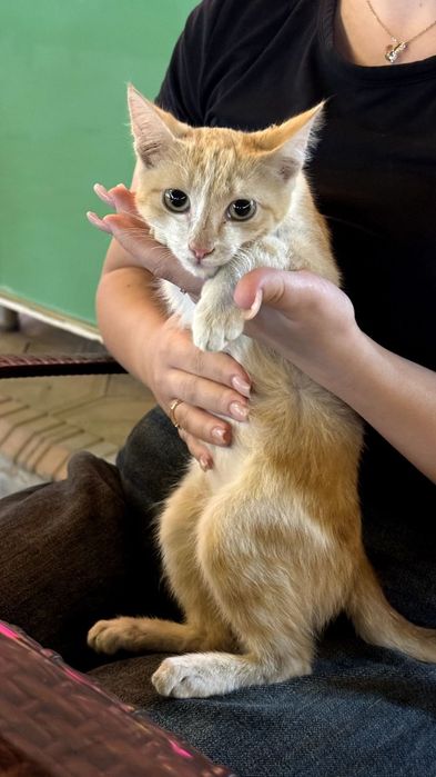 Mushukcha hadiyaga. BEPUL. В добрые руки котенок! бесплатно.
