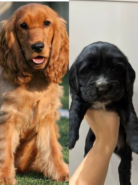 Отдам в добрые руки